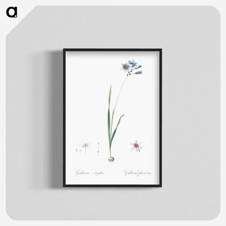 3-45_The-Lilies_blk-crop