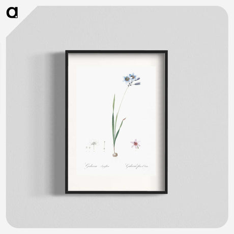 3-45_The-Lilies_blk