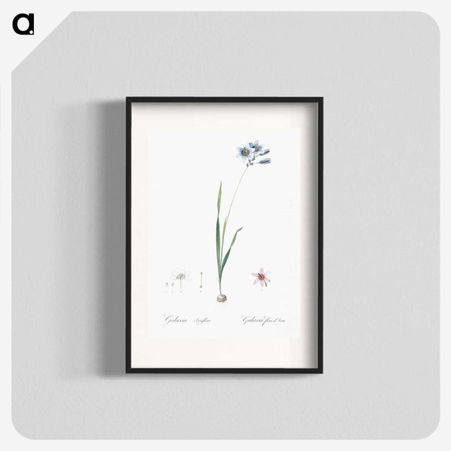 3-45_The-Lilies_blk