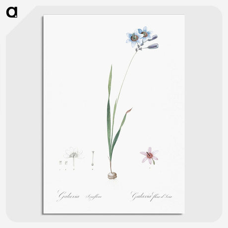 3-45_The-Lilies_picture-crop