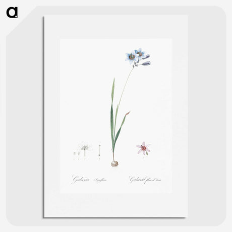 3-45_The-Lilies_picture