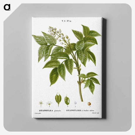 3-45_Treatise-on-Trees-and-Shrubs_canvas