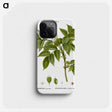 3-45_Treatise-on-Trees-and-Shrubs_phone