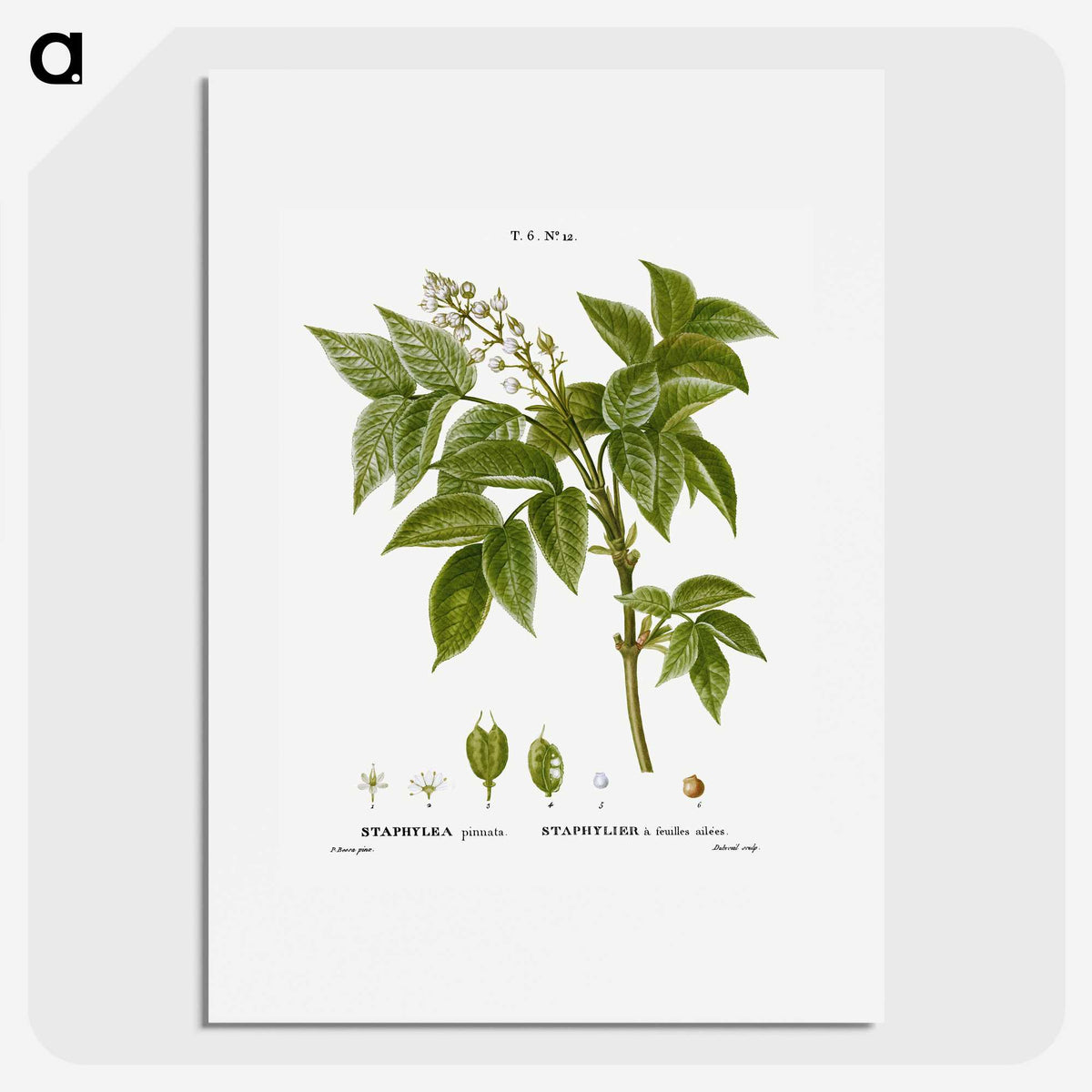 3-45_Treatise-on-Trees-and-Shrubs_picture