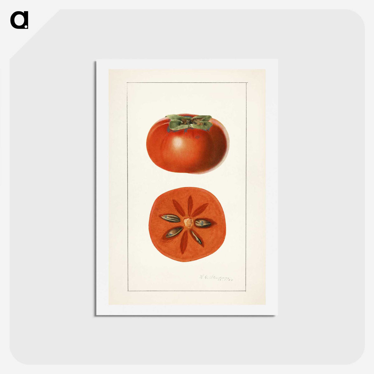 3-45_USDA-Watercolor-Fruit-Painting-Collection_hagaki