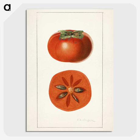 3-45_USDA-Watercolor-Fruit-Painting-Collection_picture-crop