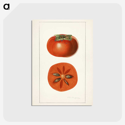 年代物の柿の図譜 - USDA 水彩フルーツ絵画コレクション Postcard.