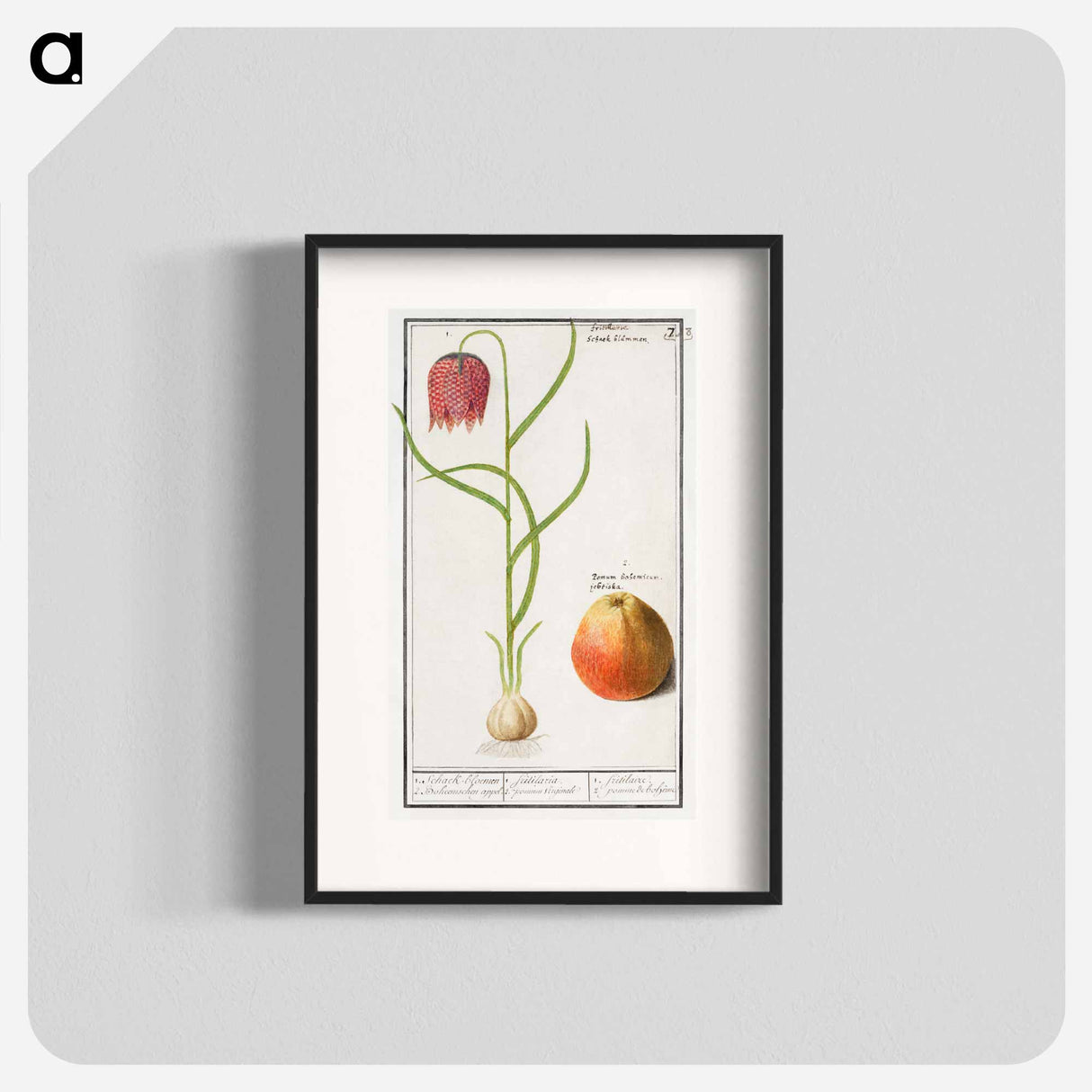 Snake's head fritillary, Fritillaria meleagris and an apple - アンセルムス ボエティウス デ ブート Poster.