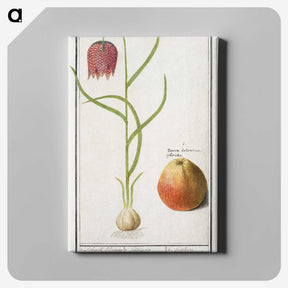 3-46_Anselmus-Boetius-de-Boodt_canvas