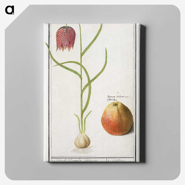 3-46_Anselmus-Boetius-de-Boodt_canvas