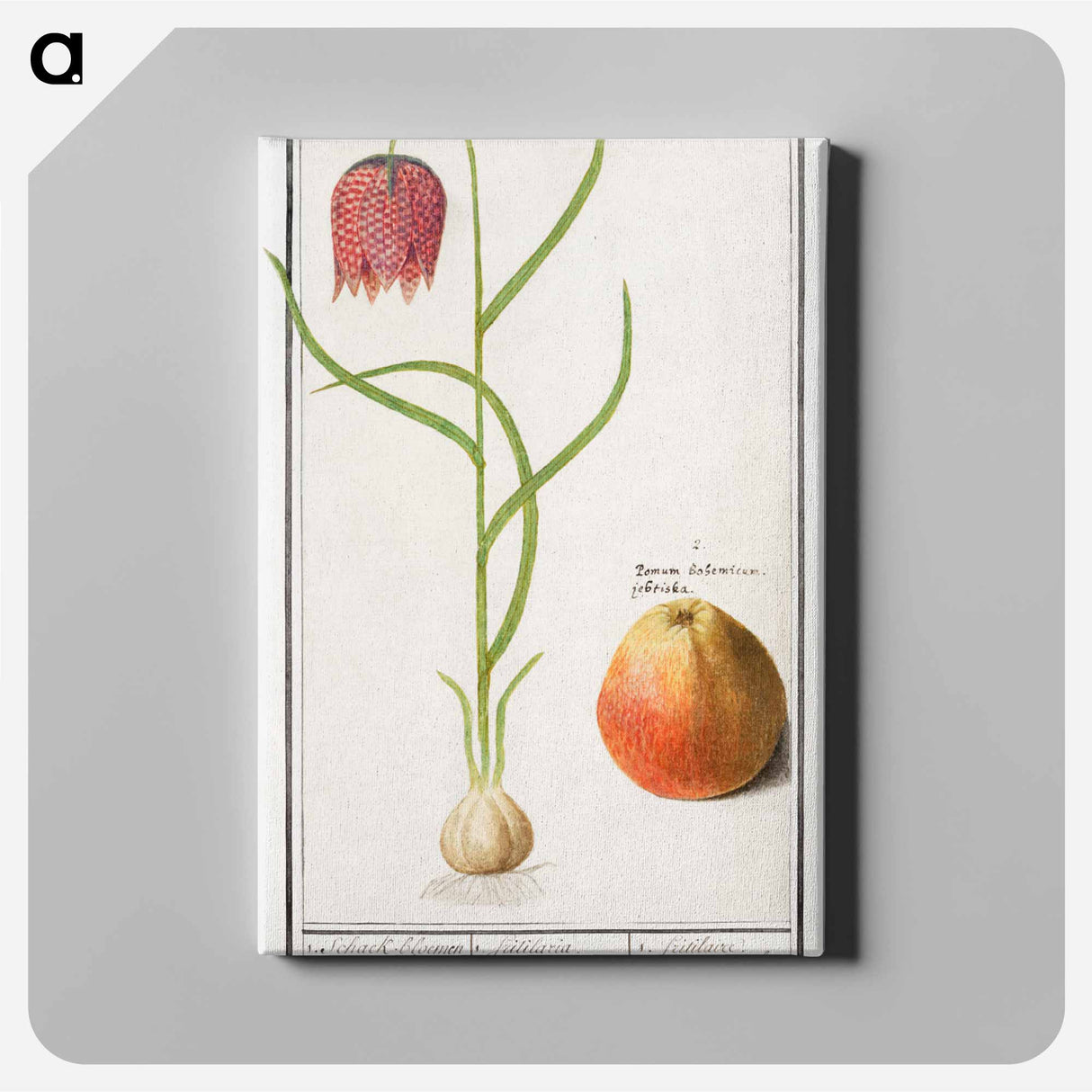 Snake's head fritillary, Fritillaria meleagris and an apple - アンセルムス ボエティウス デ ブート Canvas.