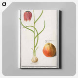 Snake's head fritillary, Fritillaria meleagris and an apple - アンセルムス ボエティウス デ ブート Canvas.