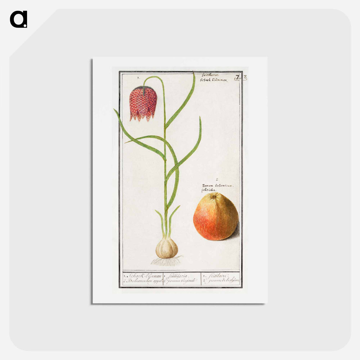 Snake's head fritillary, Fritillaria meleagris and an apple - アンセルムス ボエティウス デ ブート Postcard.