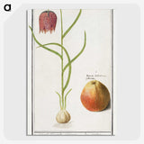 3-46_Anselmus-Boetius-de-Boodt_picture-crop