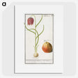 3-46_Anselmus-Boetius-de-Boodt_picture
