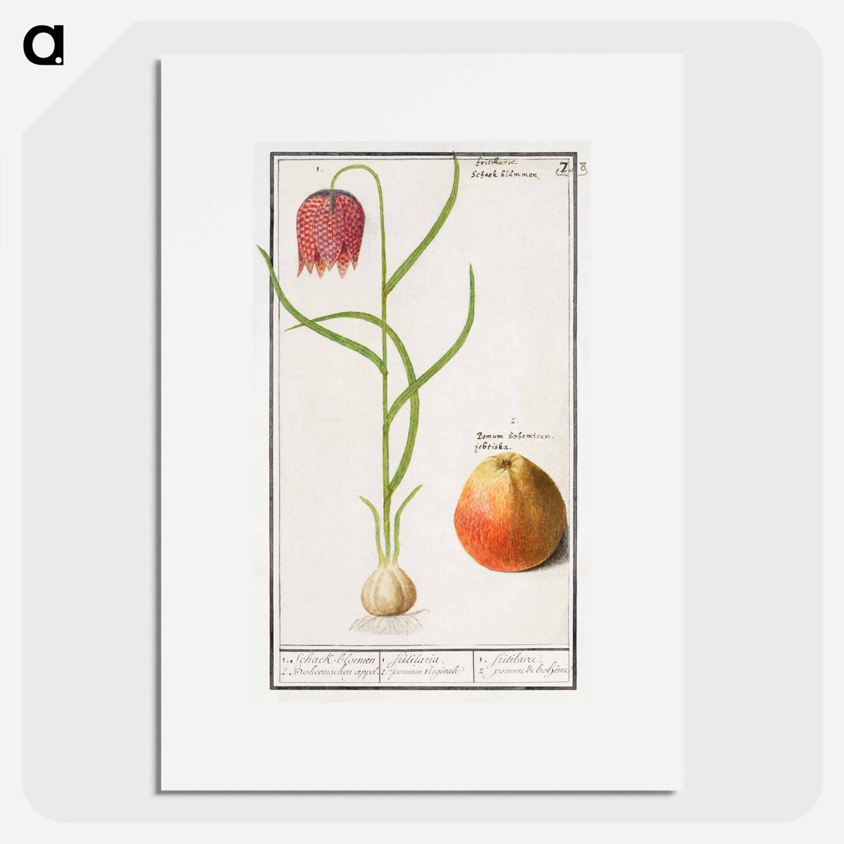 Snake's head fritillary, Fritillaria meleagris and an apple - アンセルムス ボエティウス デ ブート Poster.