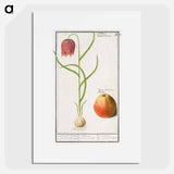 Snake's head fritillary, Fritillaria meleagris and an apple - アンセルムス ボエティウス デ ブート Poster.