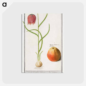 アートポストカード-Snake's head fritillary, Fritillaria meleagris and an apple - アンセルムス ボエティウス デ ブート Postcard.