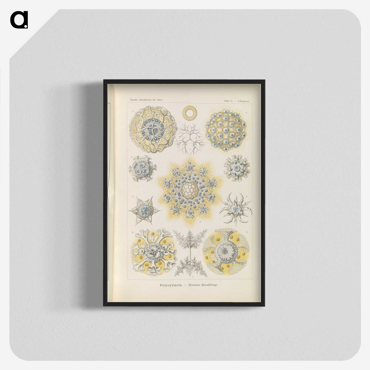 3-46_Ernst-Haeckel_blk-crop