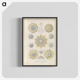 3-46_Ernst-Haeckel_blk-crop