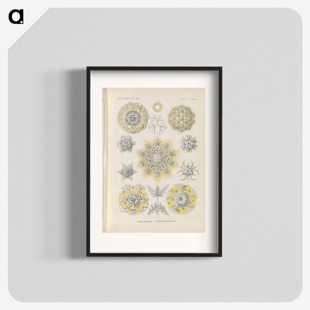 3-46_Ernst-Haeckel_blk