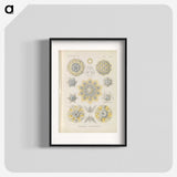 3-46_Ernst-Haeckel_blk