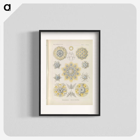 3-46_Ernst-Haeckel_blk