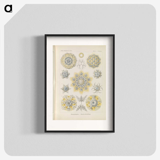 3-46_Ernst-Haeckel_blk