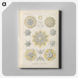 3-46_Ernst-Haeckel_canvas