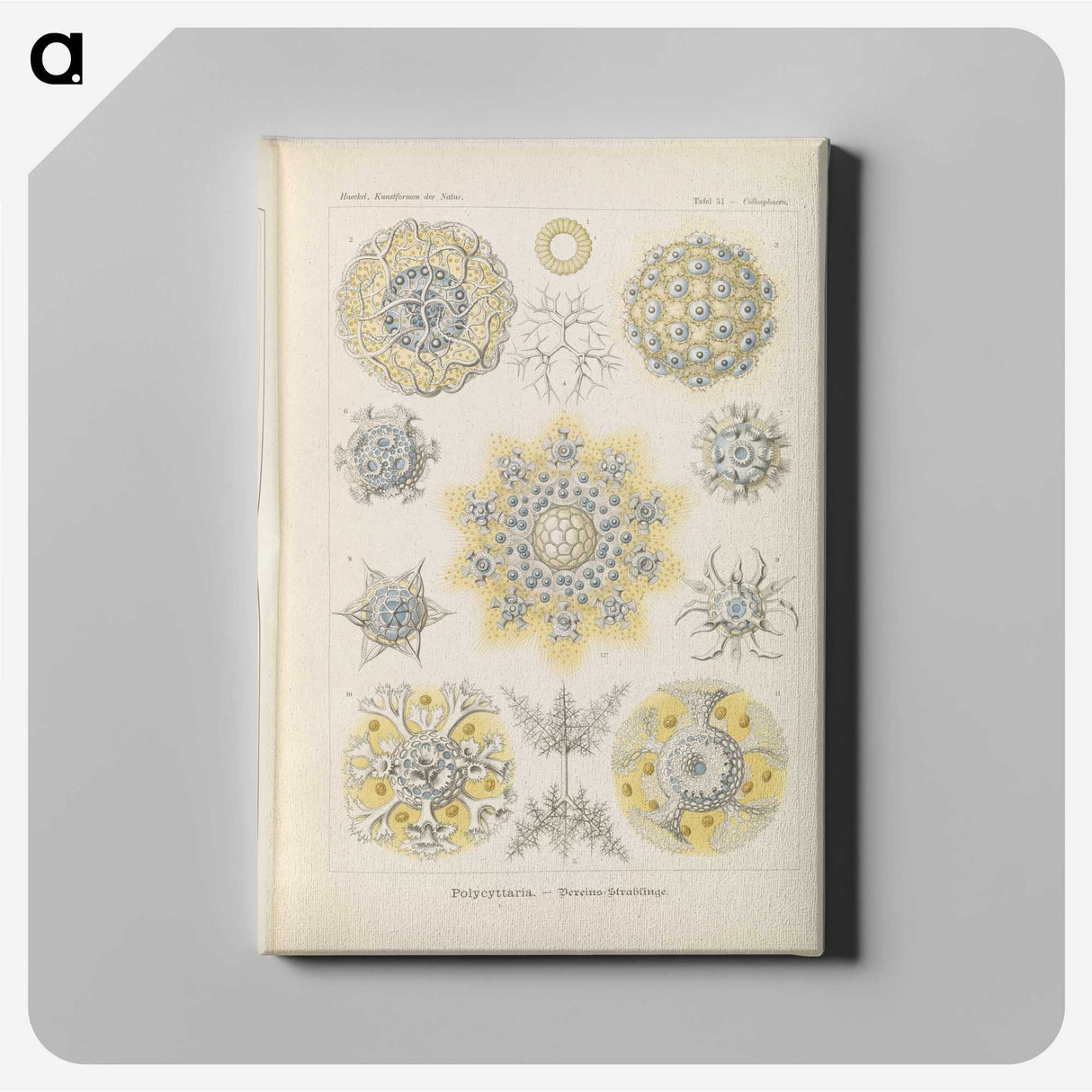 3-46_Ernst-Haeckel_canvas