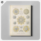3-46_Ernst-Haeckel_canvas