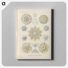 3-46_Ernst-Haeckel_canvas