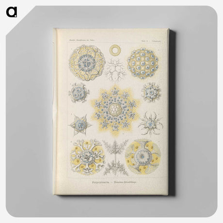 3-46_Ernst-Haeckel_canvas
