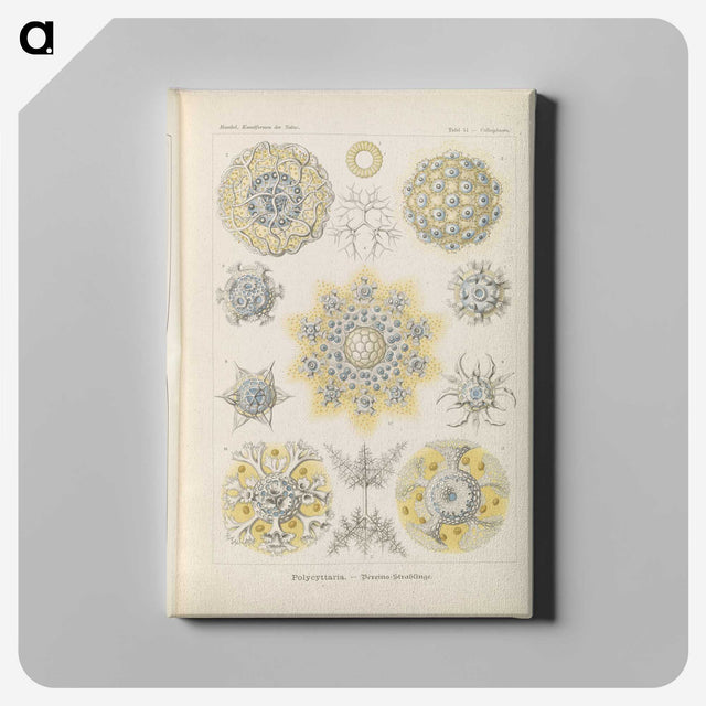 3-46_Ernst-Haeckel_canvas