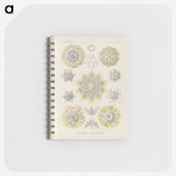 3-46_Ernst-Haeckel_memo