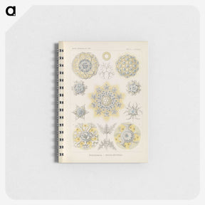 3-46_Ernst-Haeckel_memo