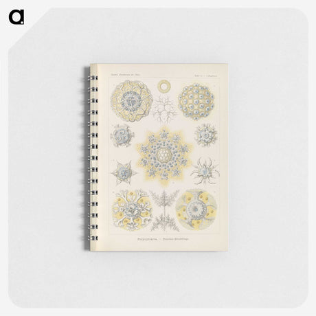 3-46_Ernst-Haeckel_memo