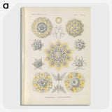 3-46_Ernst-Haeckel_picture-crop