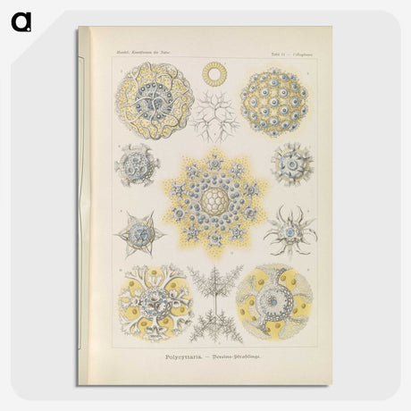 3-46_Ernst-Haeckel_picture-crop