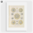 3-46_Ernst-Haeckel_picture