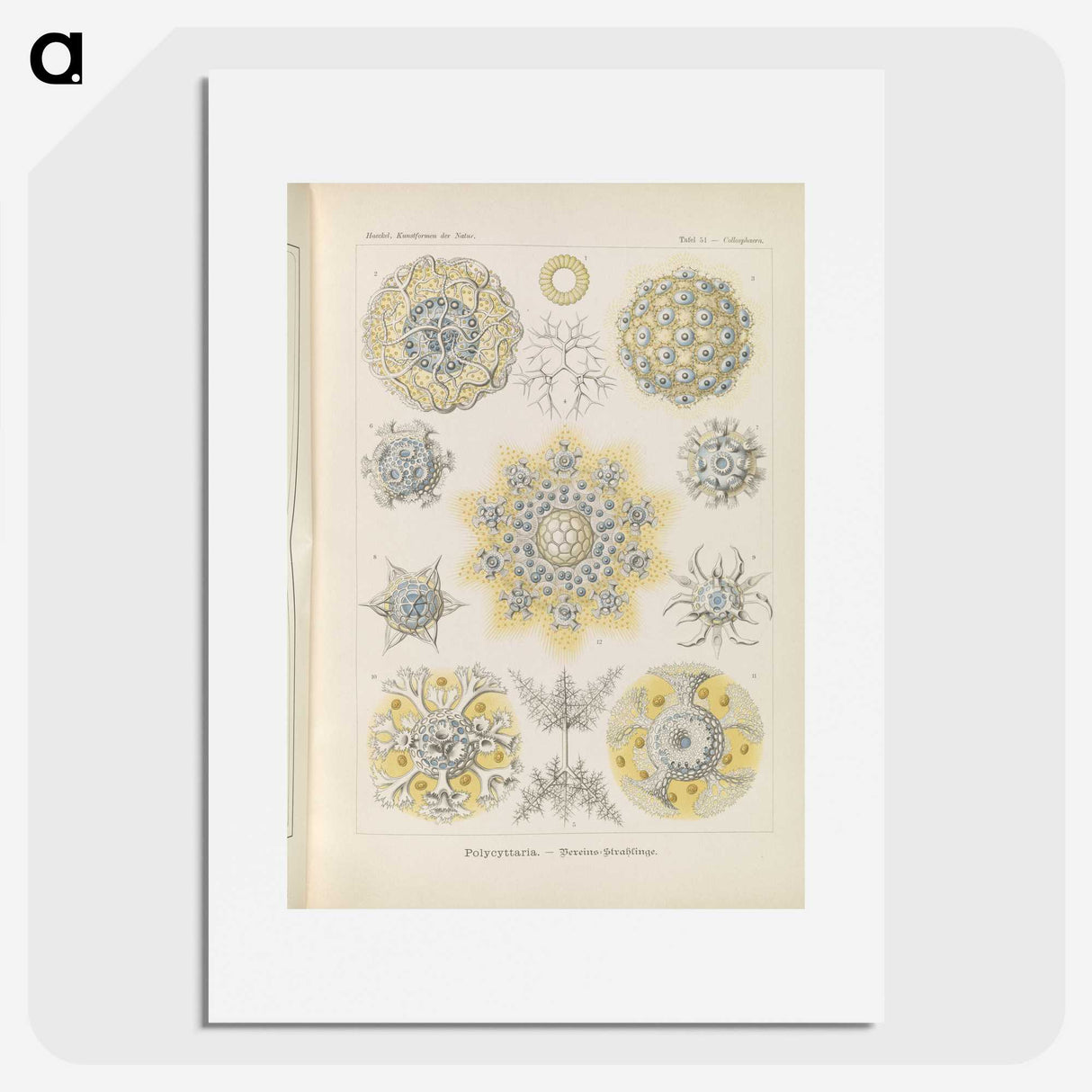 3-46_Ernst-Haeckel_picture