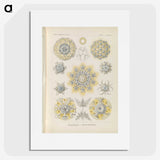 3-46_Ernst-Haeckel_picture