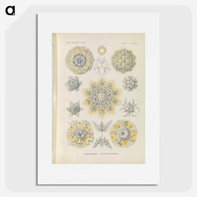 3-46_Ernst-Haeckel_picture