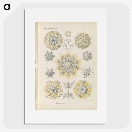 3-46_Ernst-Haeckel_picture