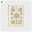 3-46_Ernst-Haeckel_postcard
