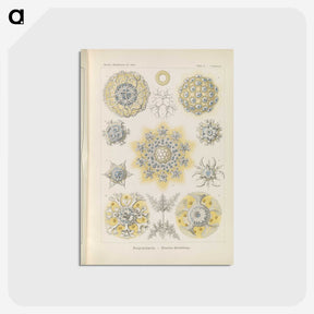 3-46_Ernst-Haeckel_postcard