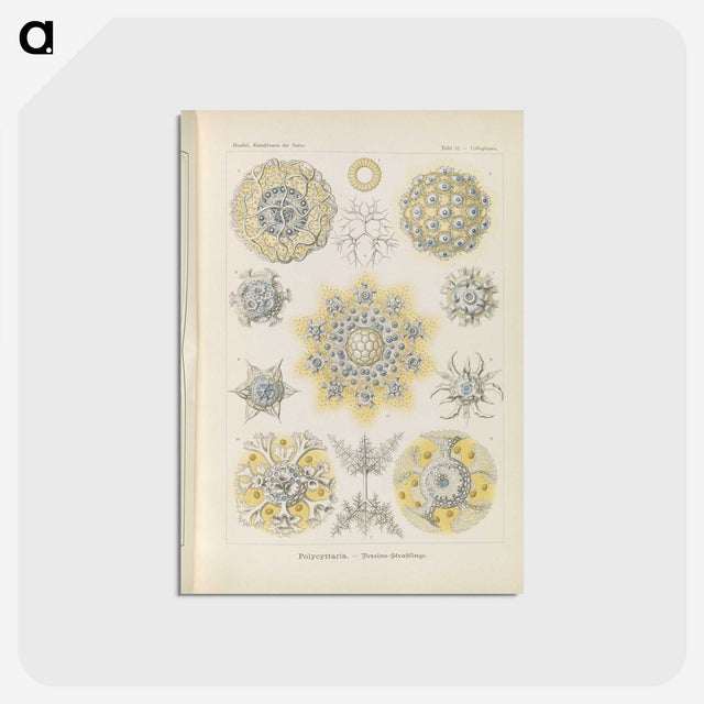 3-46_Ernst-Haeckel_postcard