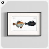 3-46_Ichtyologie-ou-Histoire-naturelle_blk