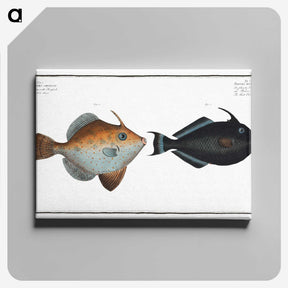 3-46_Ichtyologie-ou-Histoire-naturelle_canvas