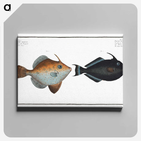 3-46_Ichtyologie-ou-Histoire-naturelle_canvas